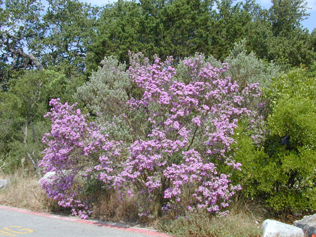 Leucophyllum frutescens (Cenizo) #13618