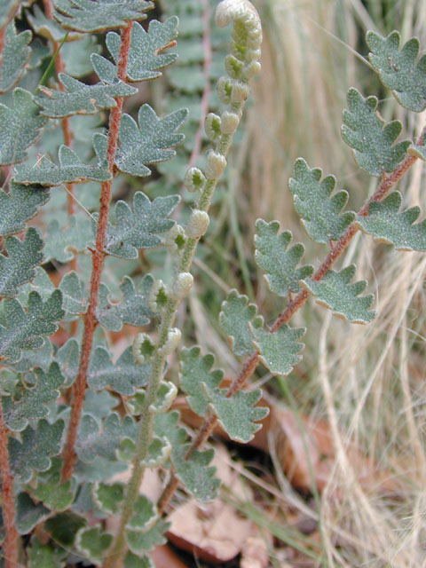 Astrolepis sinuata (Wavy scaly cloakfern) #13630