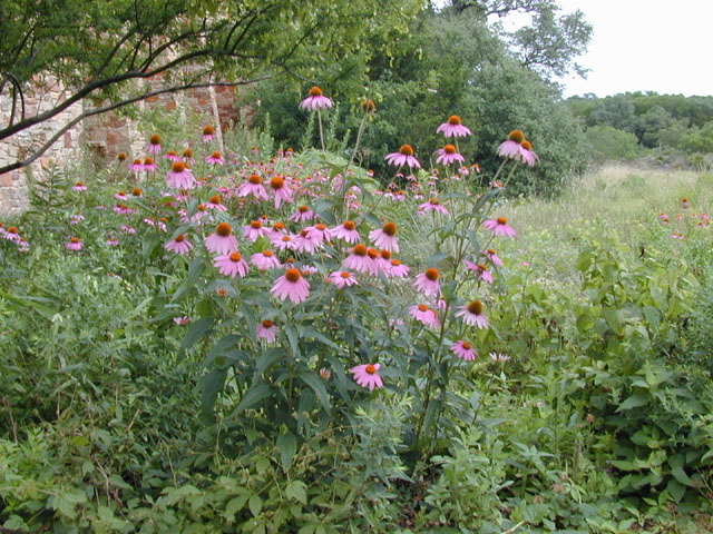 Echinacea purpurea (Eastern purple coneflower) #13661