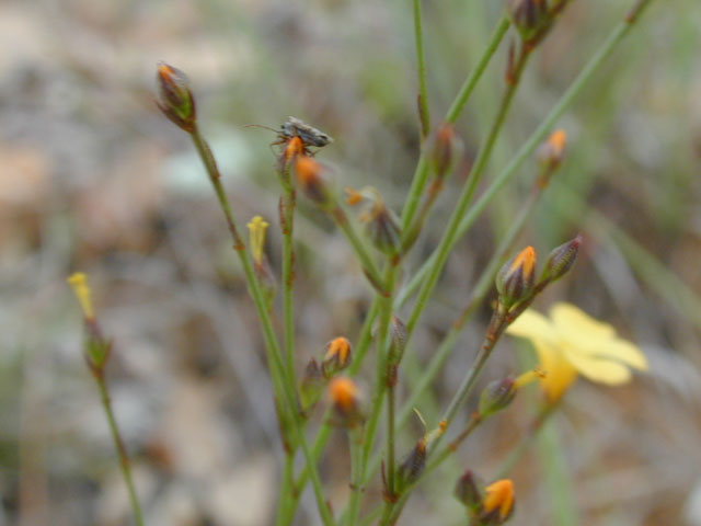 Linum rupestre (Rock flax) #13687