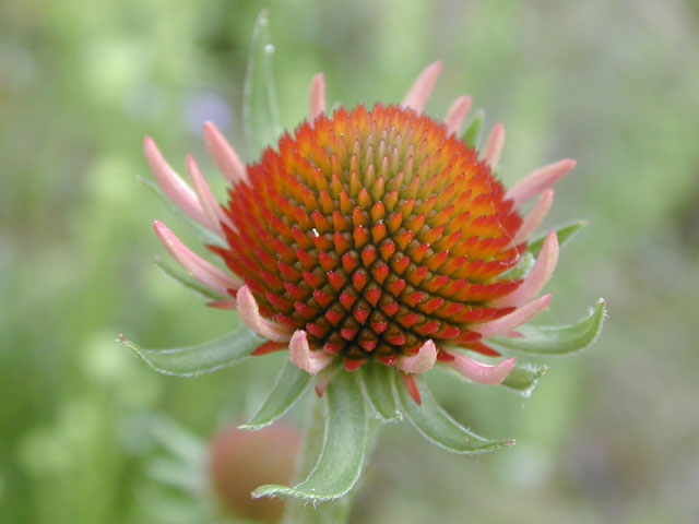 Echinacea purpurea (Eastern purple coneflower) #13698