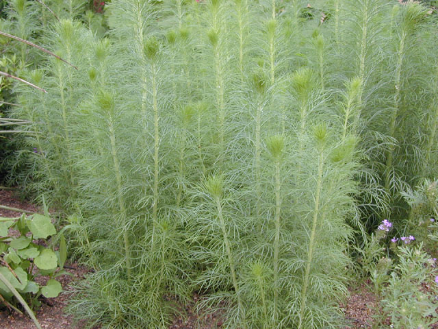 Ipomopsis rubra (Standing cypress) #13707