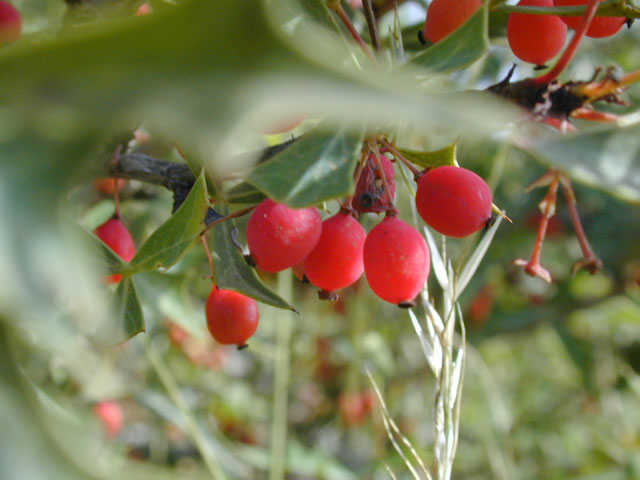 Mahonia trifoliolata (Agarita) #13760