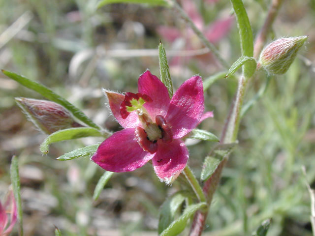 Krameria lanceolata (Trailing krameria) #13780