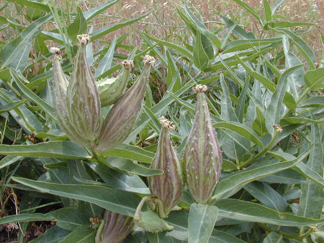 Asclepias asperula (Antelope-horns) #13860