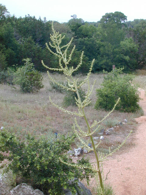 Nolina lindheimeriana (Devil's shoestring) #13872