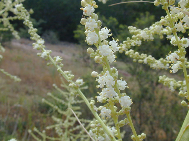 Nolina lindheimeriana (Devil's shoestring) #13876