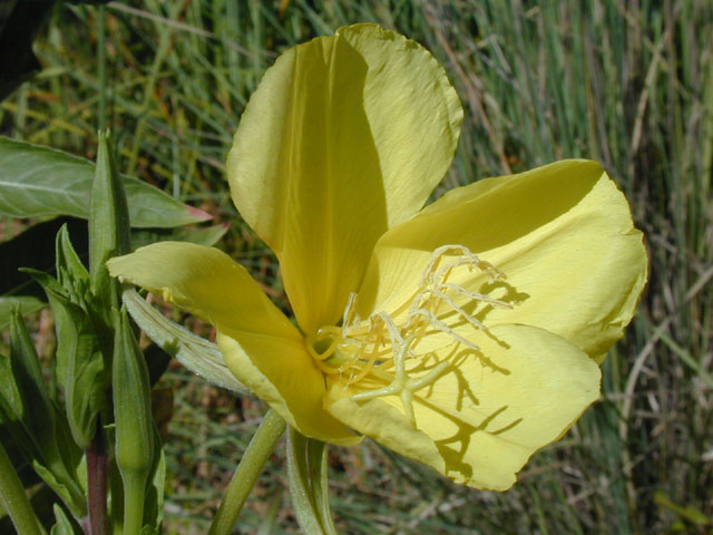 Oenothera jamesii (Trumpet evening-primrose) #13914