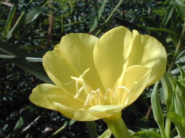 Oenothera jamesii (Trumpet evening-primrose) #13921