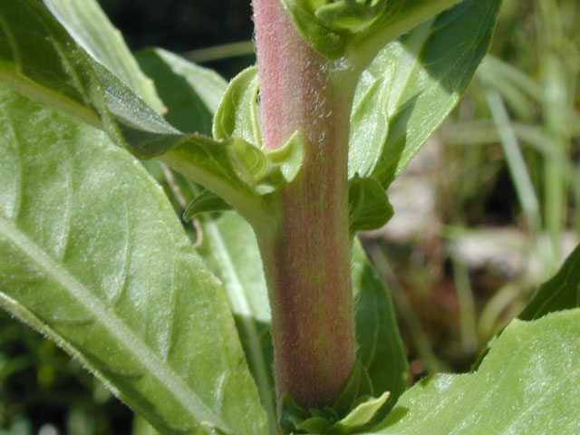 Oenothera jamesii (Trumpet evening-primrose) #13924