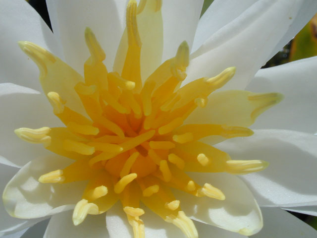 Nymphaea odorata (American white water-lily) #13938