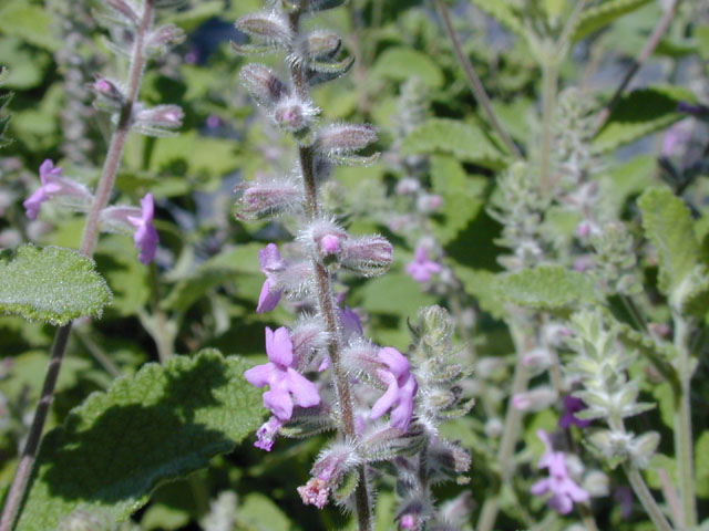 Aloysia macrostachya (Rio grande beebrush) #13942