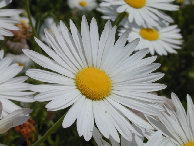 Aphanostephus skirrhobasis (Lazy daisy) #13980