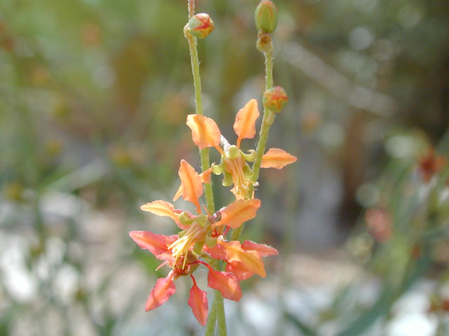 Galphimia angustifolia (Narrowleaf goldshower) #13981