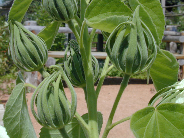 Hibiscus lasiocarpos (Woolly rose-mallow) #13986