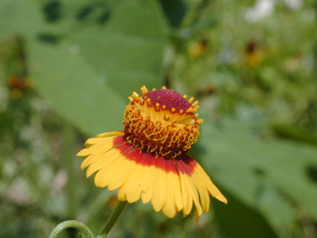 Helenium quadridentatum (Longdisk sneezeweed) #13990