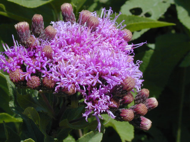 Vernonia baldwinii (Western ironweed) #14006