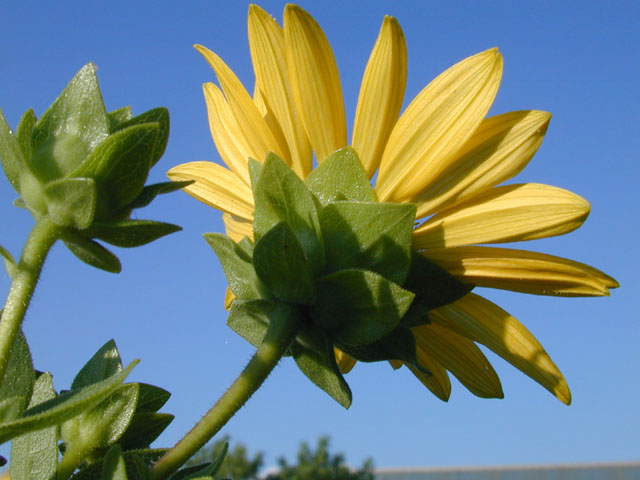 Silphium radula (Roughstem rosinweed) #14041