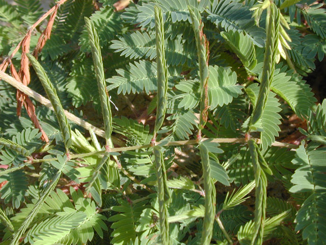 Mimosa strigillosa (Powderpuff) #14071