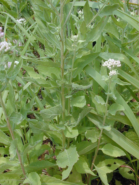 Pluchea odorata var. odorata (Sweetscent) #14086