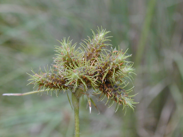 Fuirena squarrosa (Hairy umbrella sedge) #14087