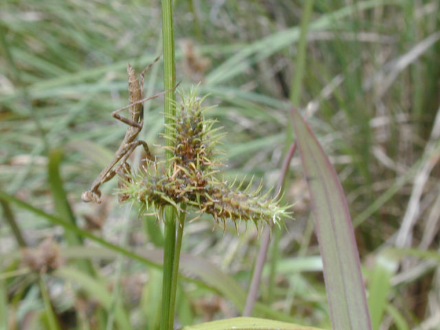 Fuirena squarrosa (Hairy umbrella sedge) #14088