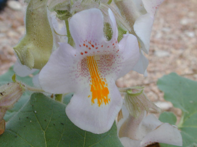 Proboscidea louisianica (Louisiana devil's-claw) #14129