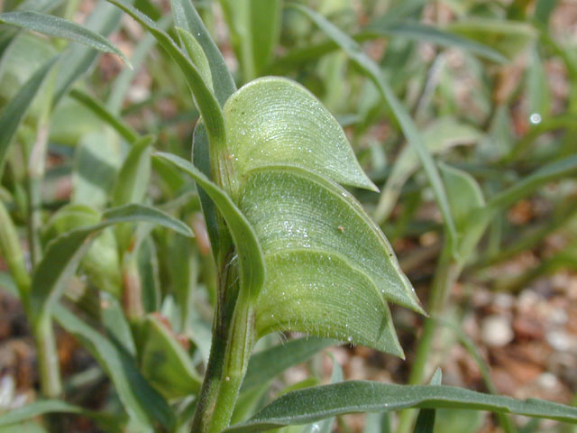 Commelina erecta var. angustifolia (Whitemouth dayflower) #14152