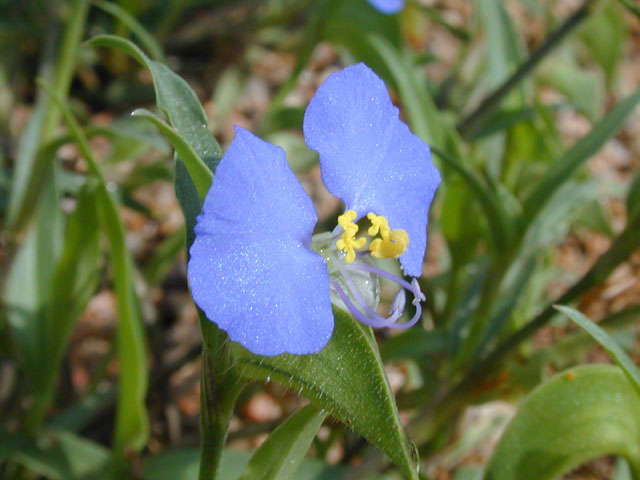 Commelina erecta var. angustifolia (Whitemouth dayflower) #14153