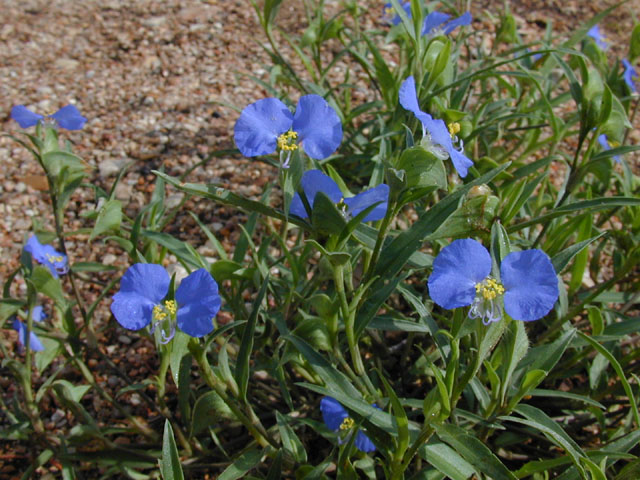 Commelina erecta var. angustifolia (Whitemouth dayflower) #14154