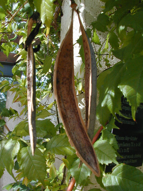 Campsis radicans (Trumpet creeper) #14167