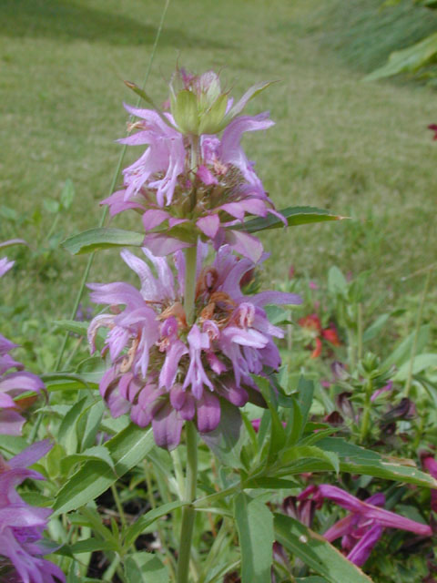 Monarda citriodora (Lemon beebalm) #14174