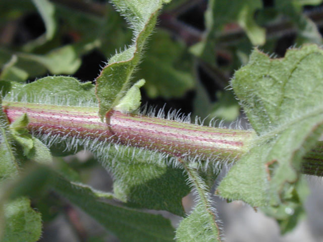 Heterotheca subaxillaris (Camphorweed) #14184