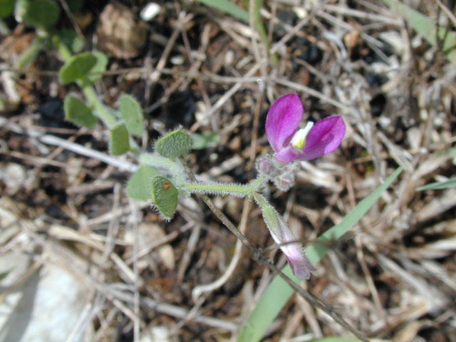 Polygala lindheimeri (Shrubby milkwort) #14206