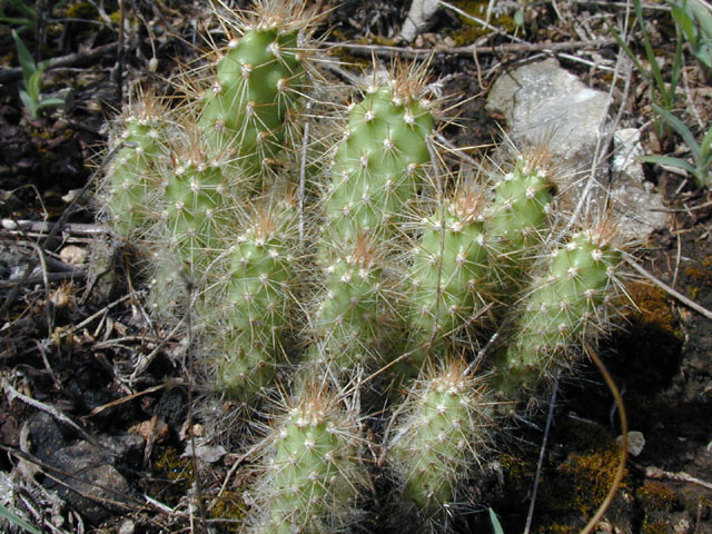 Opuntia engelmannii var. lindheimeri (Texas prickly pear) #14208