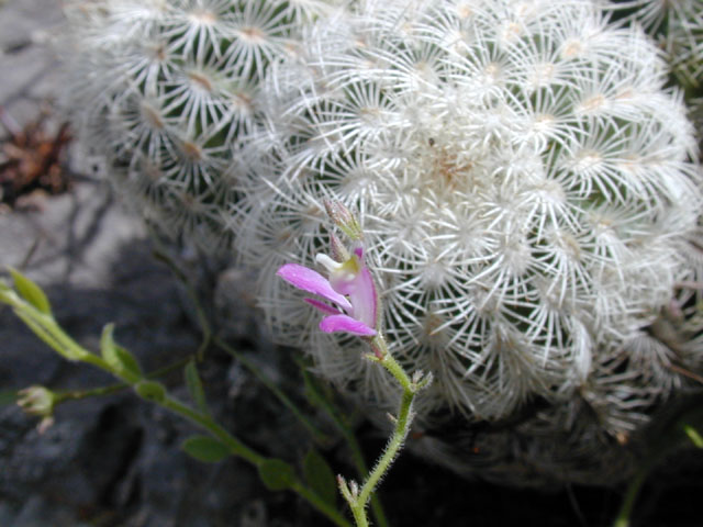 Polygala lindheimeri (Shrubby milkwort) #14216