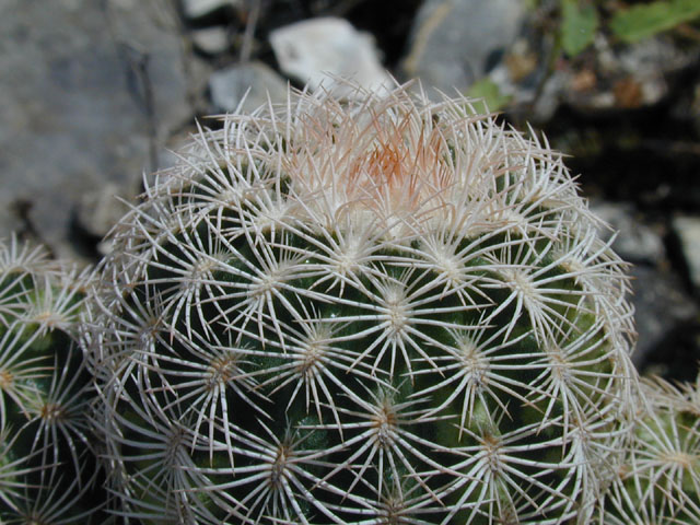 Echinocereus reichenbachii ssp. reichenbachii (Lace hedgehog cactus) #14217