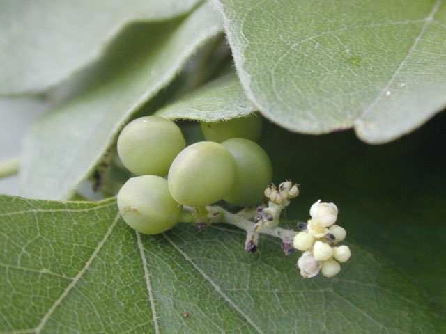 Cocculus carolinus (Carolina snailseed) #14236