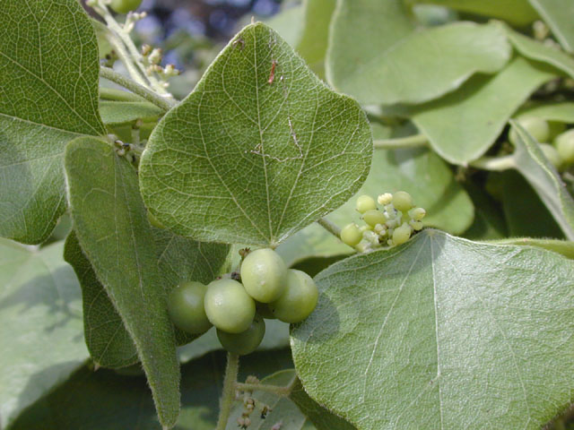 Cocculus carolinus (Carolina snailseed) #14239