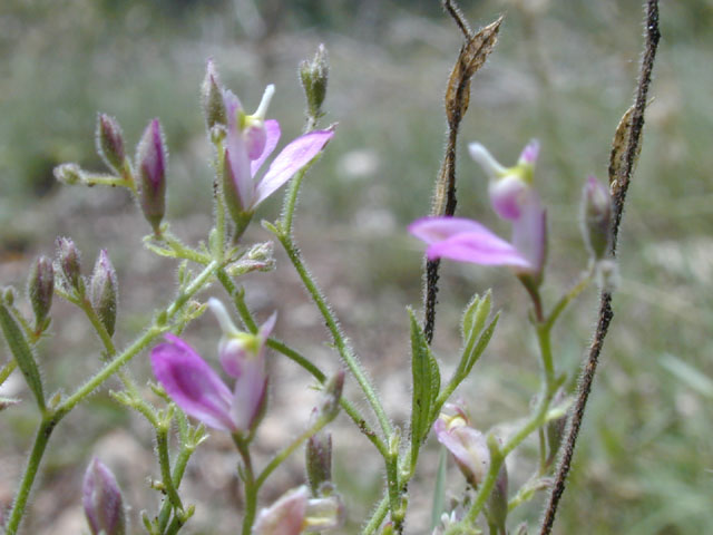 Polygala lindheimeri (Shrubby milkwort) #14284