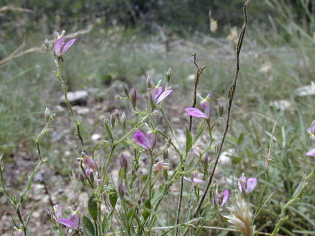 Polygala lindheimeri (Shrubby milkwort) #14285