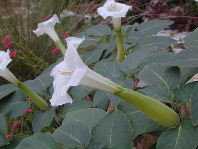 Datura wrightii (Jimsonweed) #14345