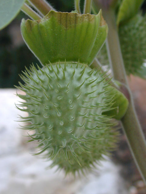 Datura wrightii (Jimsonweed) #14354