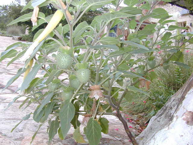 Datura wrightii (Jimsonweed) #14355