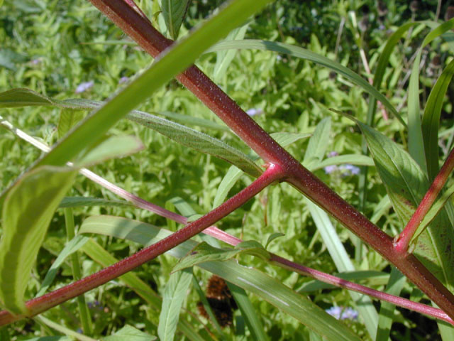 Ludwigia octovalvis (Mexican primrose-willow) #14367