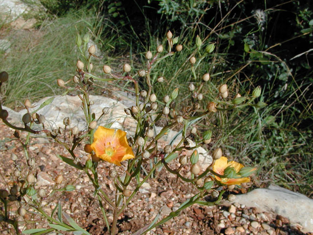 Linum berlandieri var. berlandieri (Berlandier's yellow flax) #14380