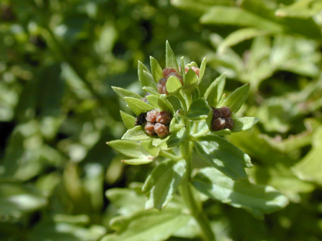 Teucrium cubense (Small coastal germander) #14388