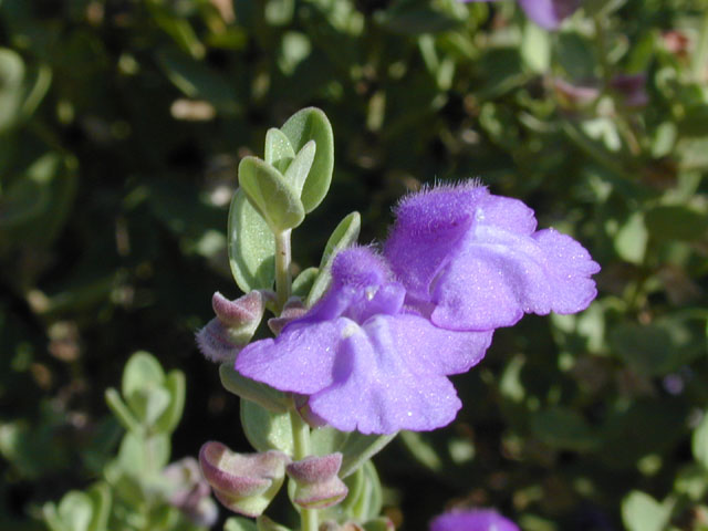 Scutellaria wrightii (Wright's skullcap) #14406