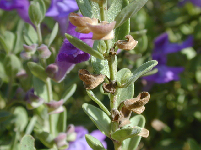 Scutellaria wrightii (Wright's skullcap) #14409