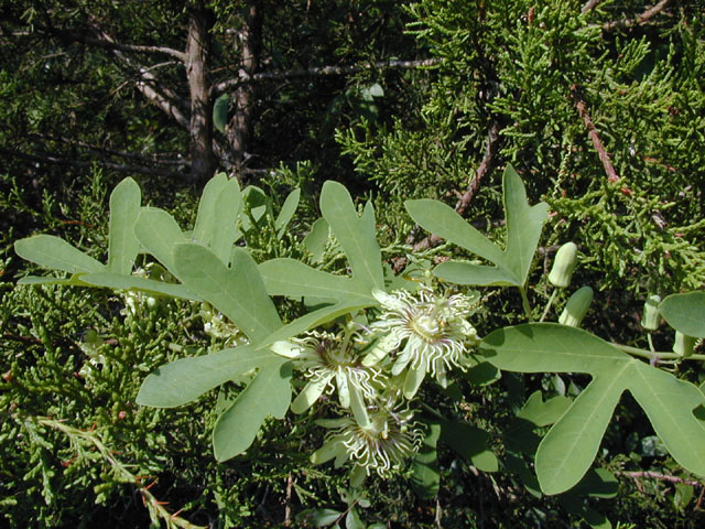 Passiflora affinis (Bracted passionflower) #14440